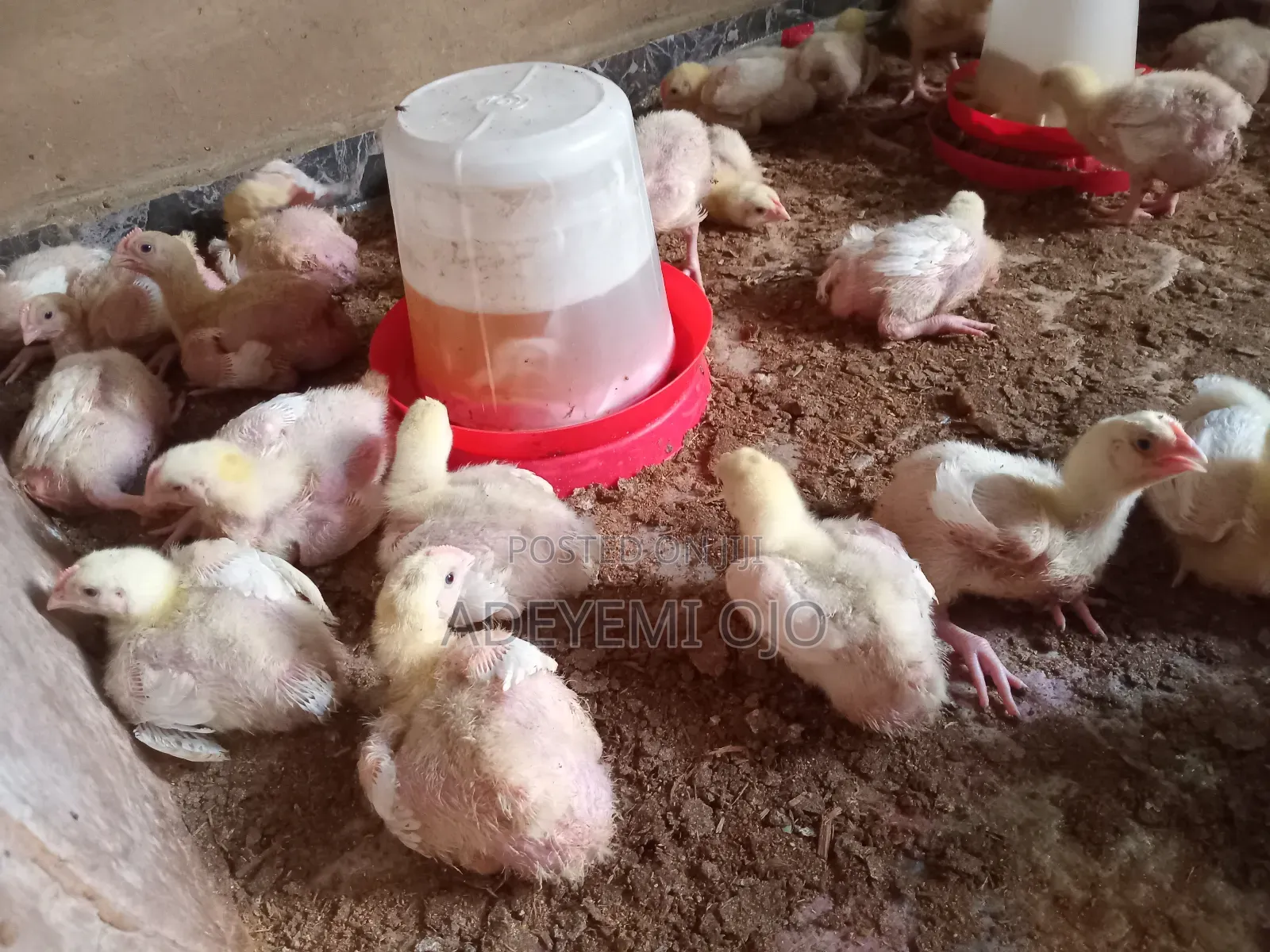 2 Weeks Broilers for Sale