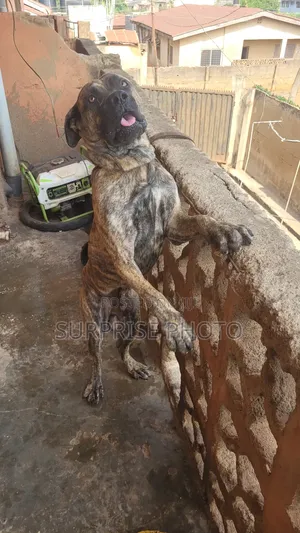 1+ year Male Mixed Breed Boerboel