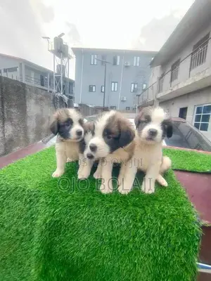 1-3 months Male Purebred Saint Bernard