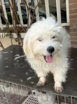 6-12 months Male Purebred Lhasa Apso