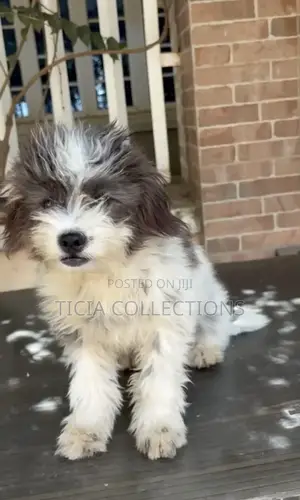 6-12 months Male Purebred Lhasa Apso