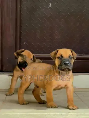 1-3 months Female Purebred Boerboel