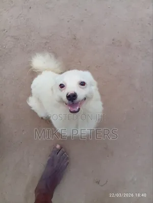 6-12 months Male Purebred American Eskimo