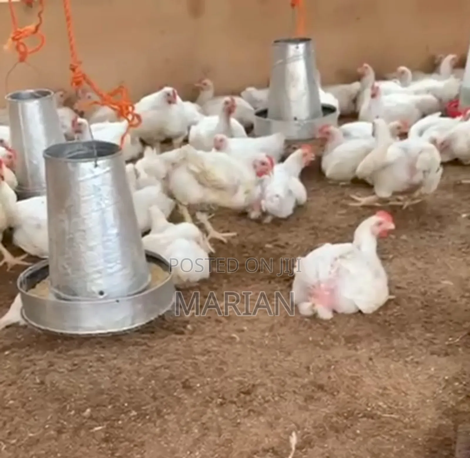 Broilers Available for Sale