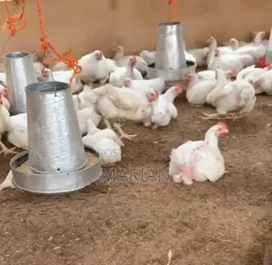 Broilers Available for Sale