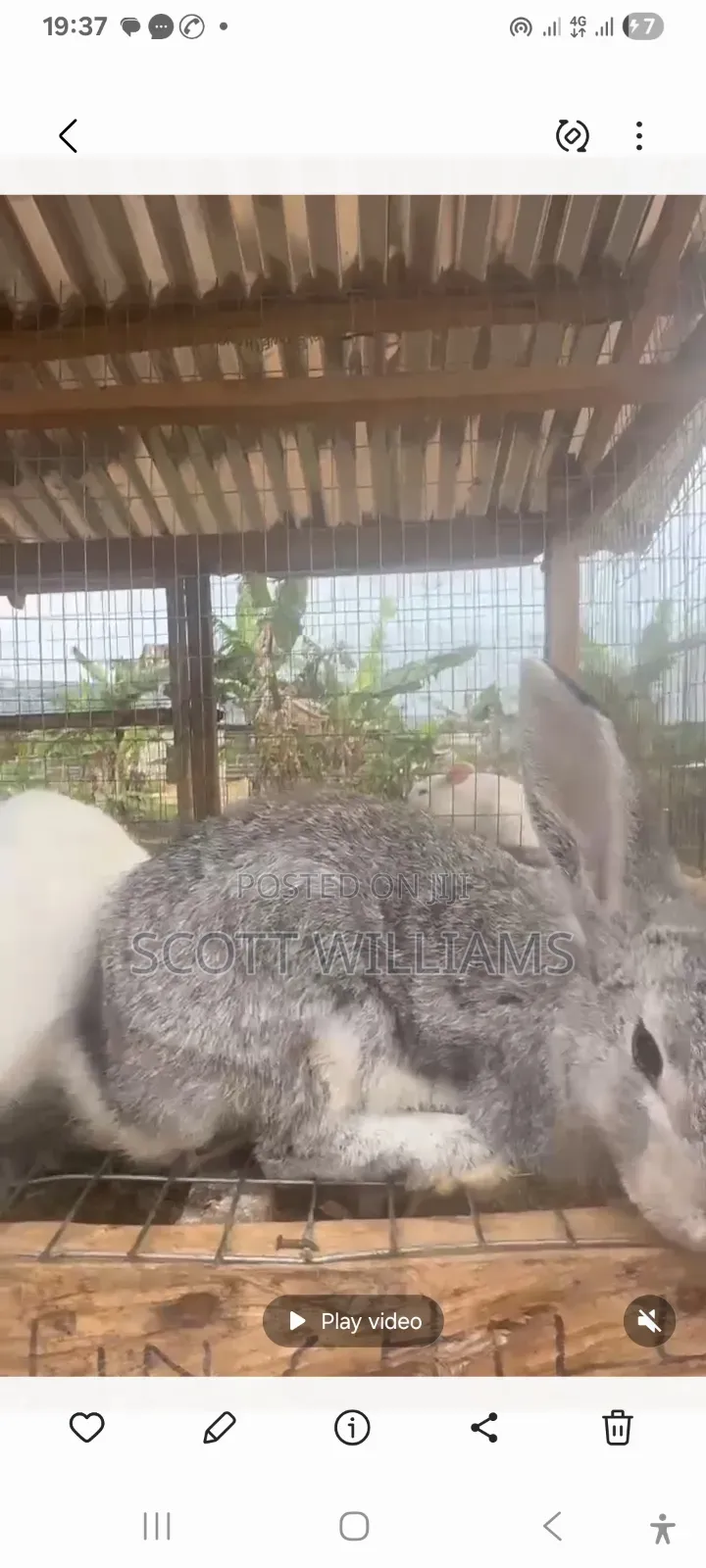 Mix Bread Weaners