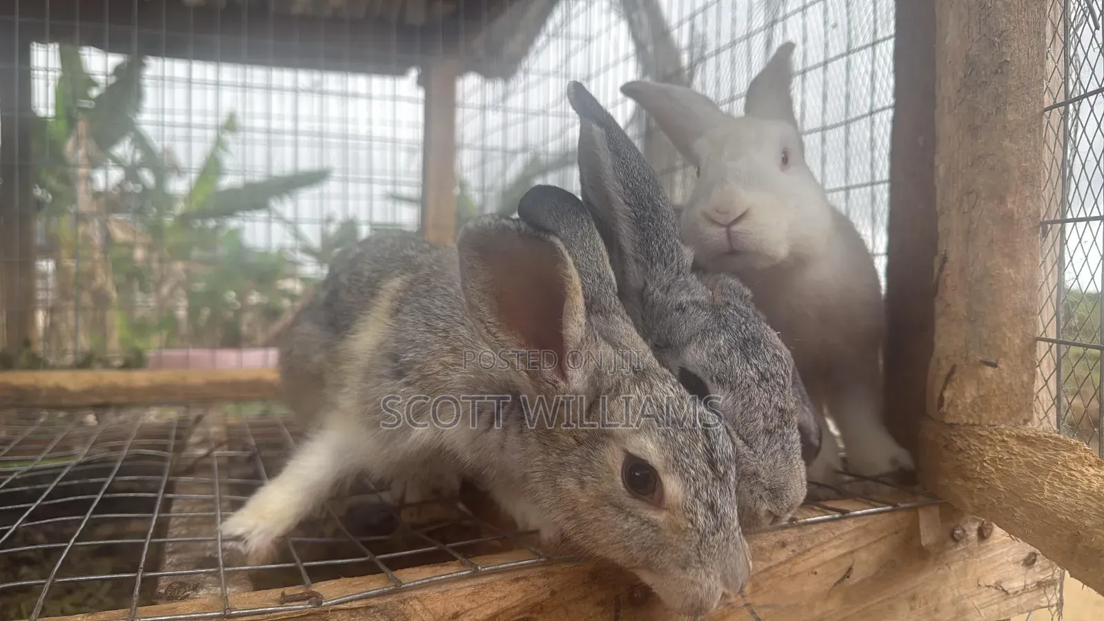 Mix Bread Weaners