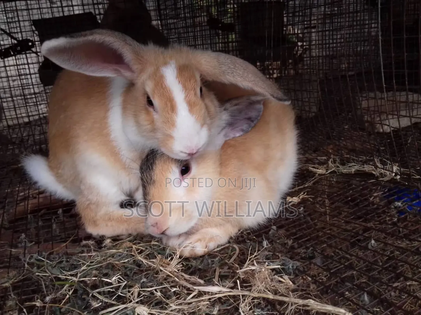 Mix Bread Weaners