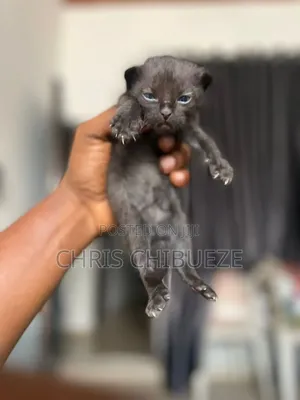 1-3 months Male Purebred Persian