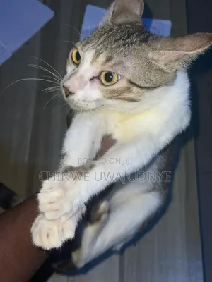 6-12 months Male Mixed Breed American Shorthair