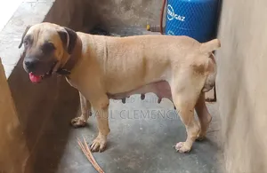 1+ year Female Purebred Boerboel