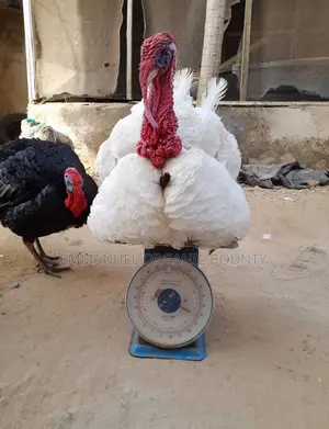Premium Farm Turkeys Available – Retail Sales At