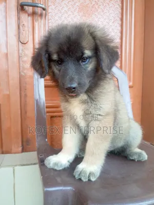 0-1 month Female Purebred Caucasian Shepherd