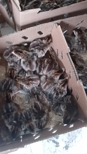 Day Old Imported Guinea Fowl