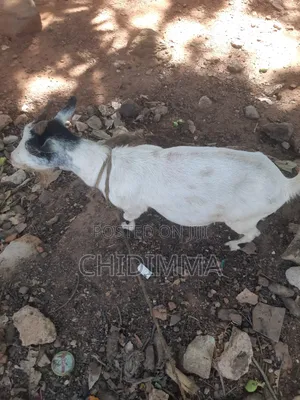 Female Goat