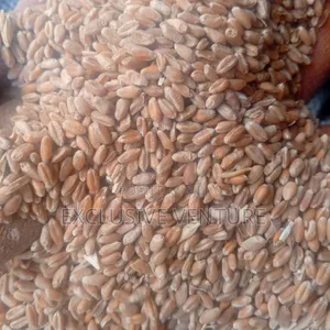 Wheat Grains