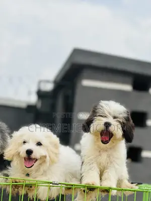 3-6 months Female Purebred Lhasa Apso