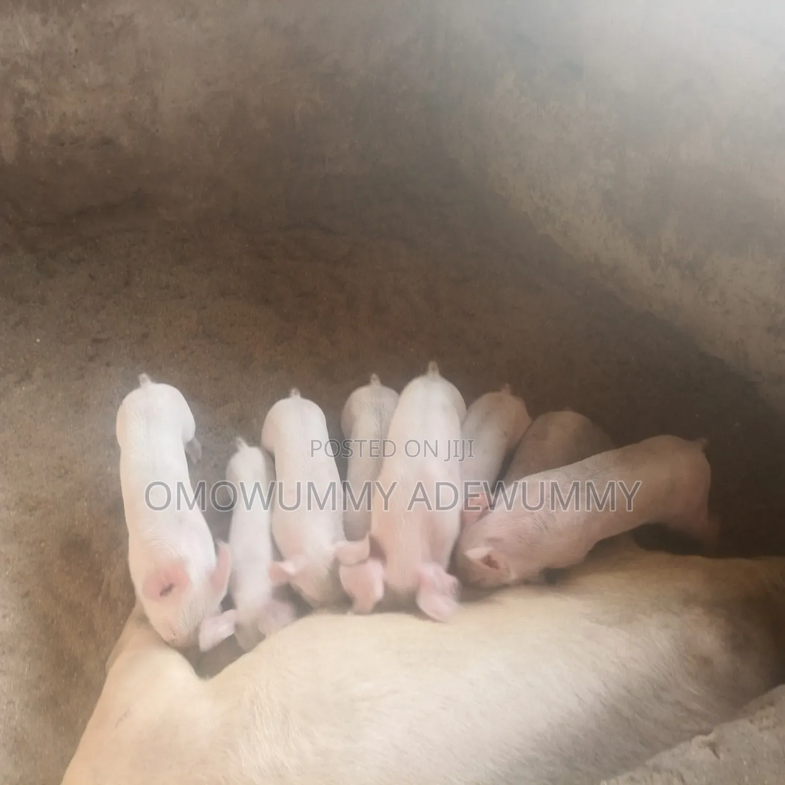 Exotic Pigs Breeding Farm