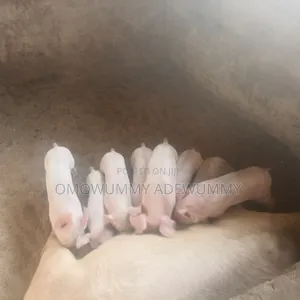 Exotic Pigs Breeding Farm