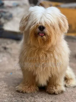 1-3 months Female Purebred Lhasa Apso