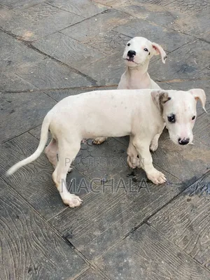 1-3 months Male Purebred American Pit Bull Terrier
