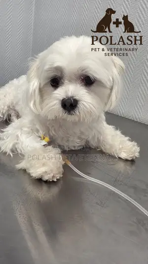 Quality Care for Every Paw