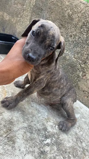 0-1 month Male Purebred Boerboel