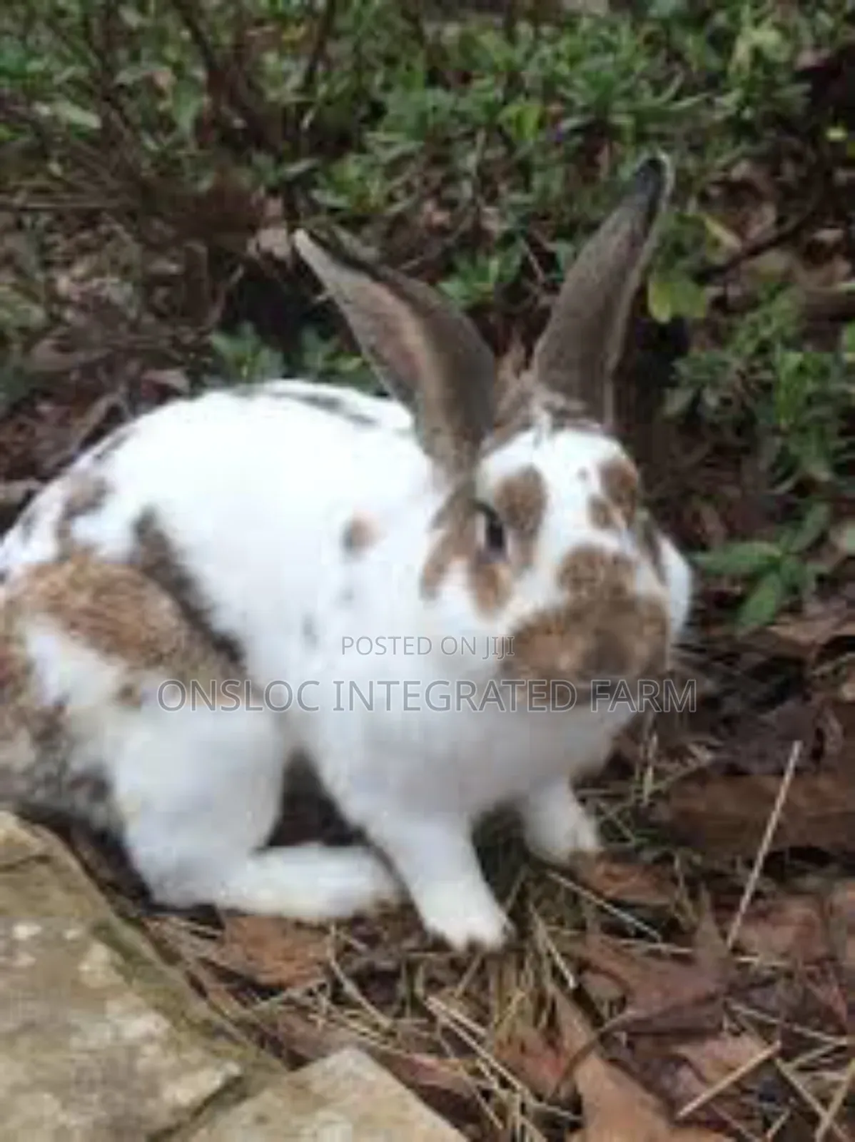 Rabbit of Different Sizes and Colour