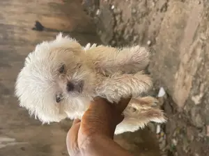 1-3 months Female Purebred Lhasa Apso