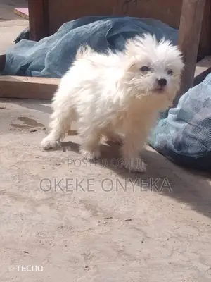 3-6 months Female Purebred Lhasa Apso