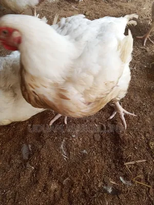 Chicken Broils