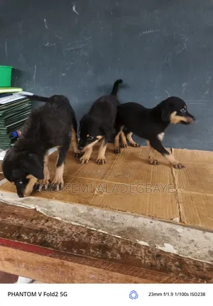 3-6 months Male Purebred Rottweiler