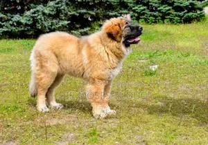 1+ year Female Purebred Caucasian Shepherd
