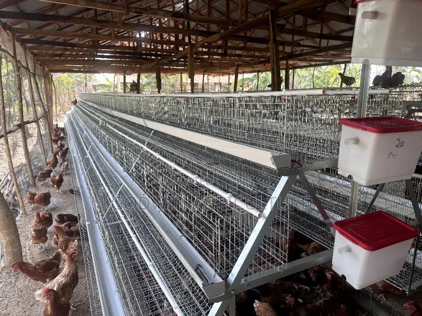 Hot Galvanized Battery Cage (120birds Capacity)