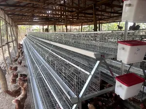 Hot Galvanized Battery Cage (120birds Capacity)