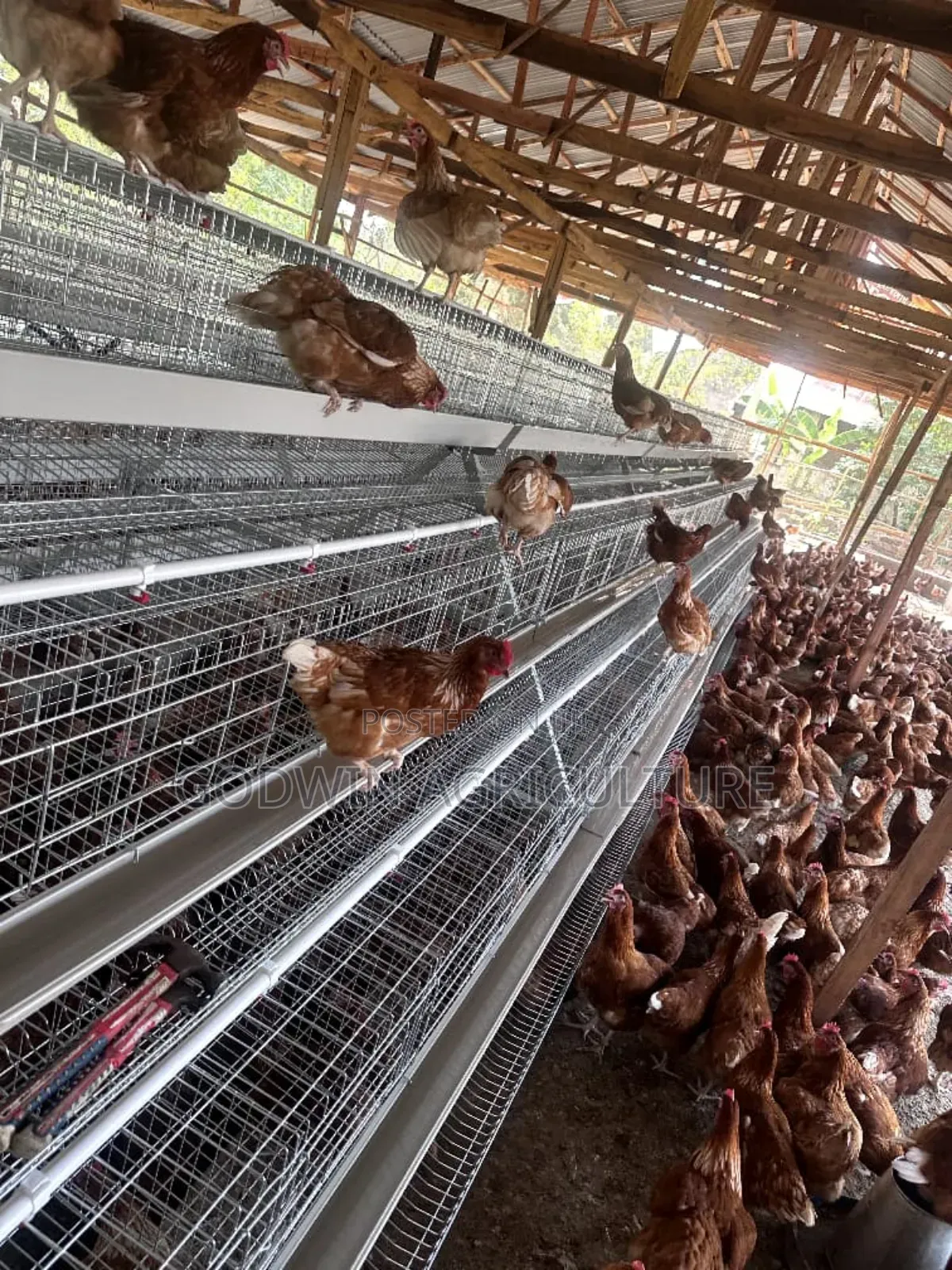 Hot Galvanized Battery Cage (120birds Capacity)