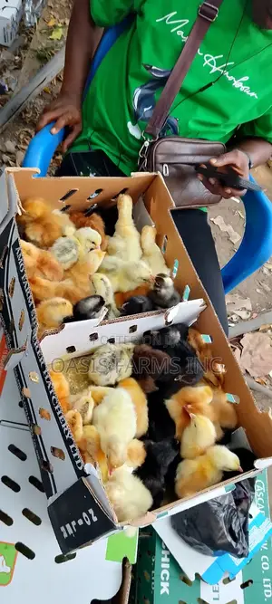 Day Old Chicks Noiler