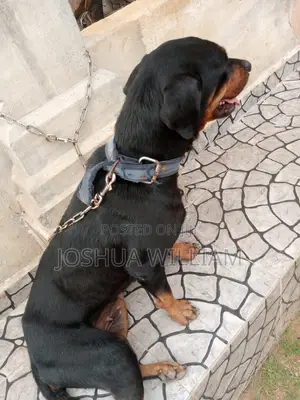 1+ year Female Purebred Rottweiler