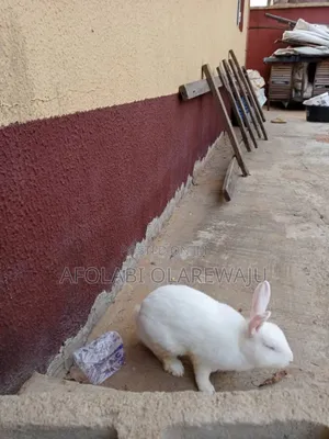 Male and Female Adult Rabbit
