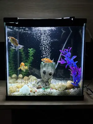 1ft by 1ft Aquarium