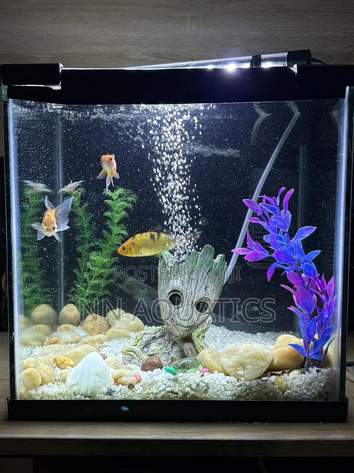 1ft by 1ft Aquarium