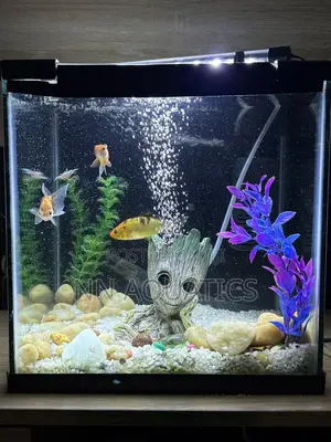 1ft by 1ft Aquarium