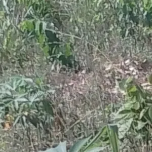 A Corner Piece Land Measuring 800sqm