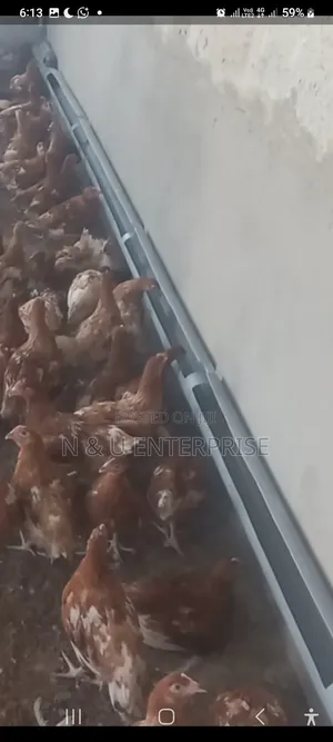 Wall- Mounted Automatic Poultry Drinker