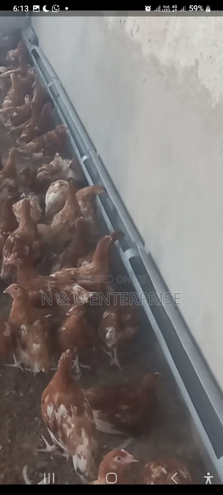Wall- Mounted Automatic Poultry Drinker