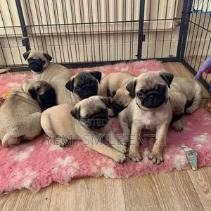 3-6 months Male Purebred Pug