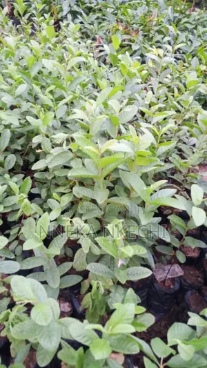 Giant White Guava Seedlings