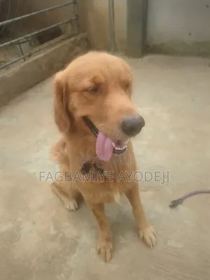 1+ year Male Purebred Golden Retriever