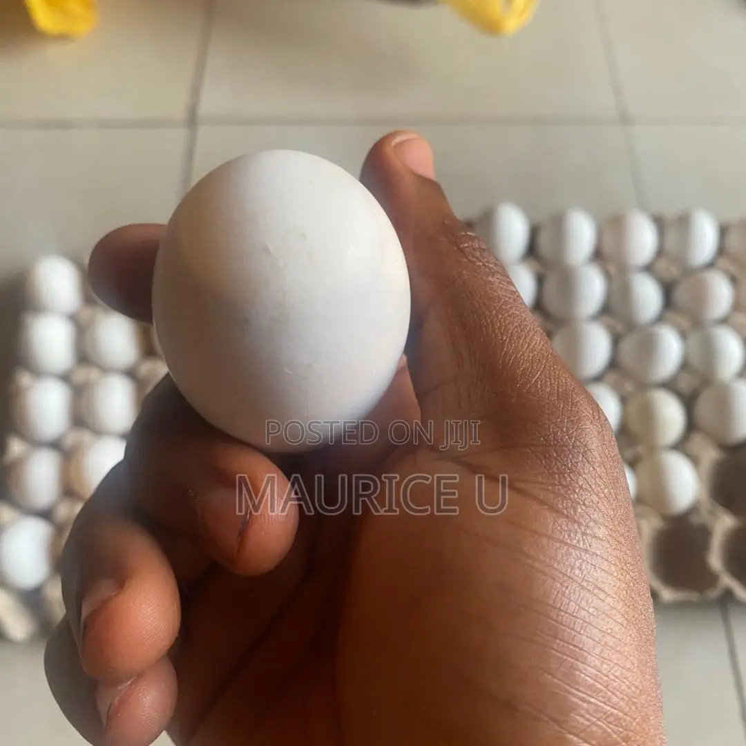 Duck Eggs for Sale