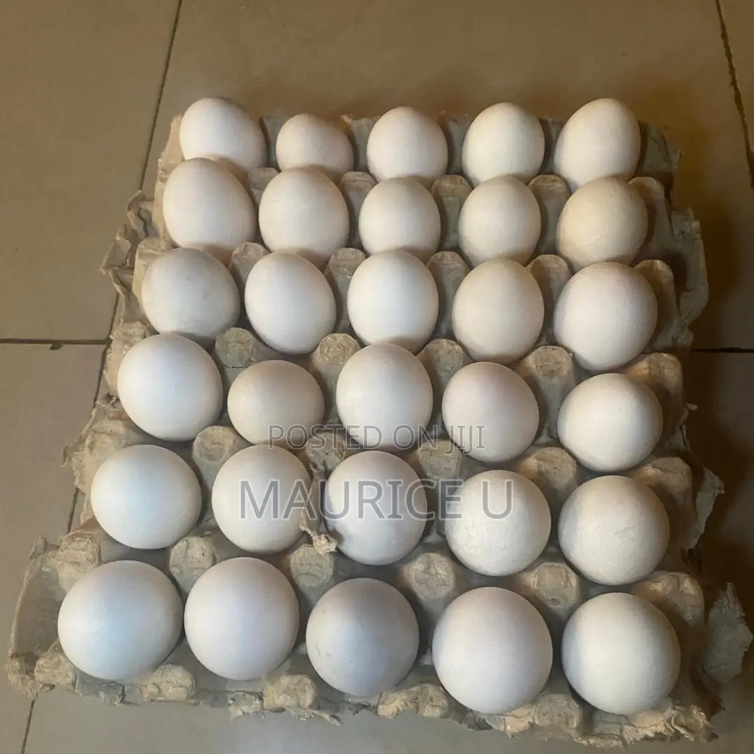 Duck Eggs for Sale